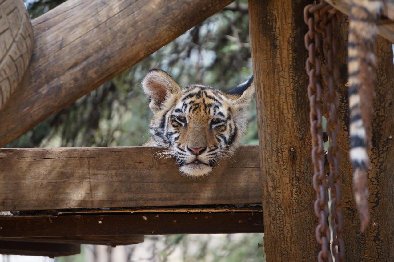 Boskoppie Lion & Tiger Reserve Kroonstad Eksteriør billede