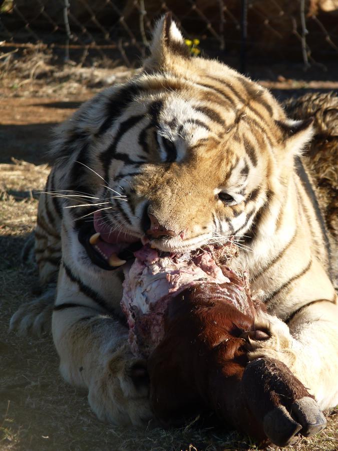 Boskoppie Lion & Tiger Reserve Kroonstad Eksteriør billede