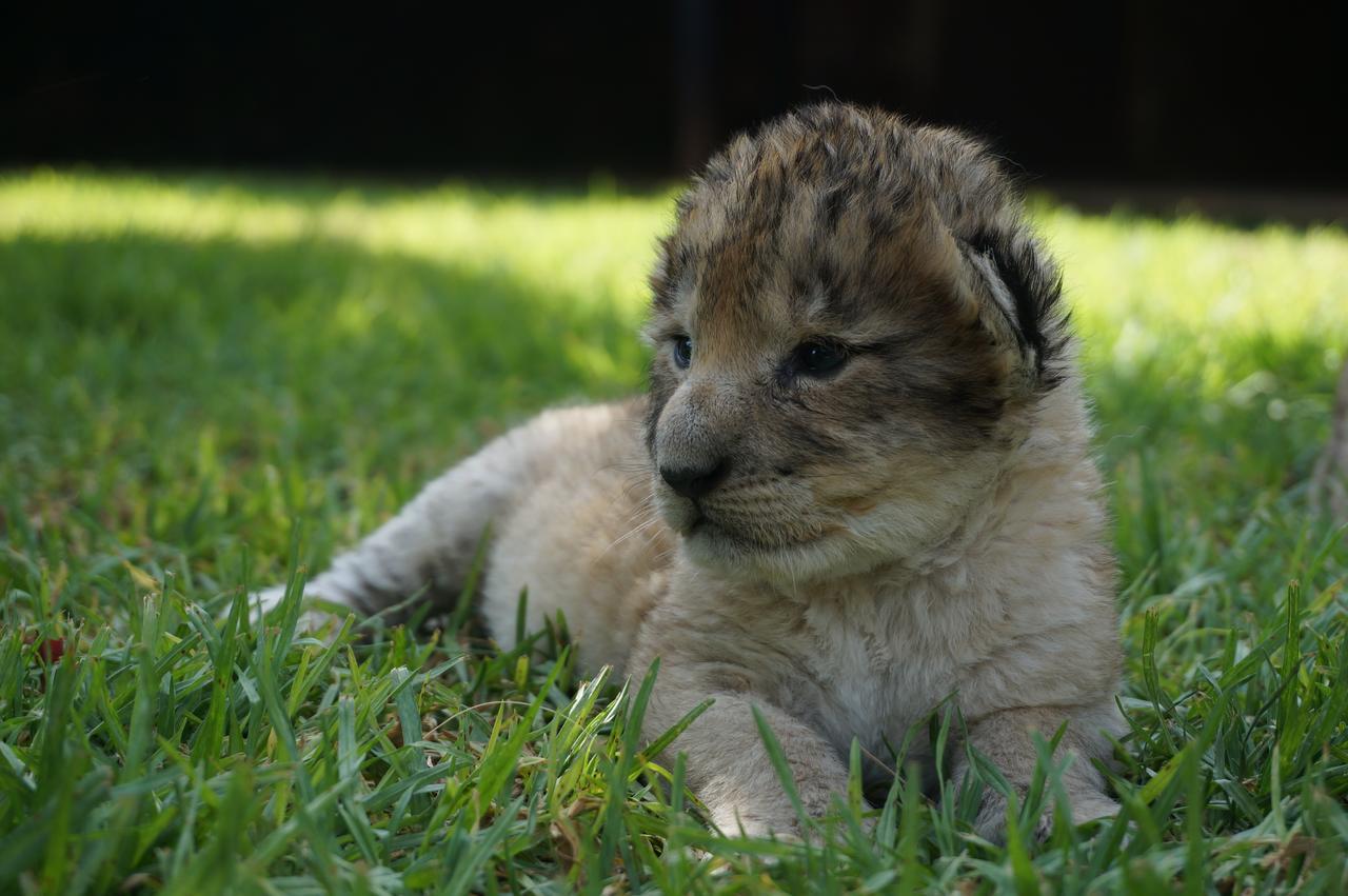 Boskoppie Lion & Tiger Reserve Kroonstad Eksteriør billede