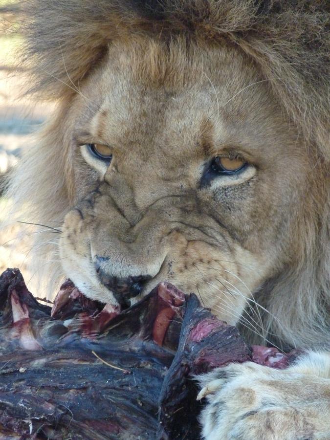 Boskoppie Lion & Tiger Reserve Kroonstad Eksteriør billede