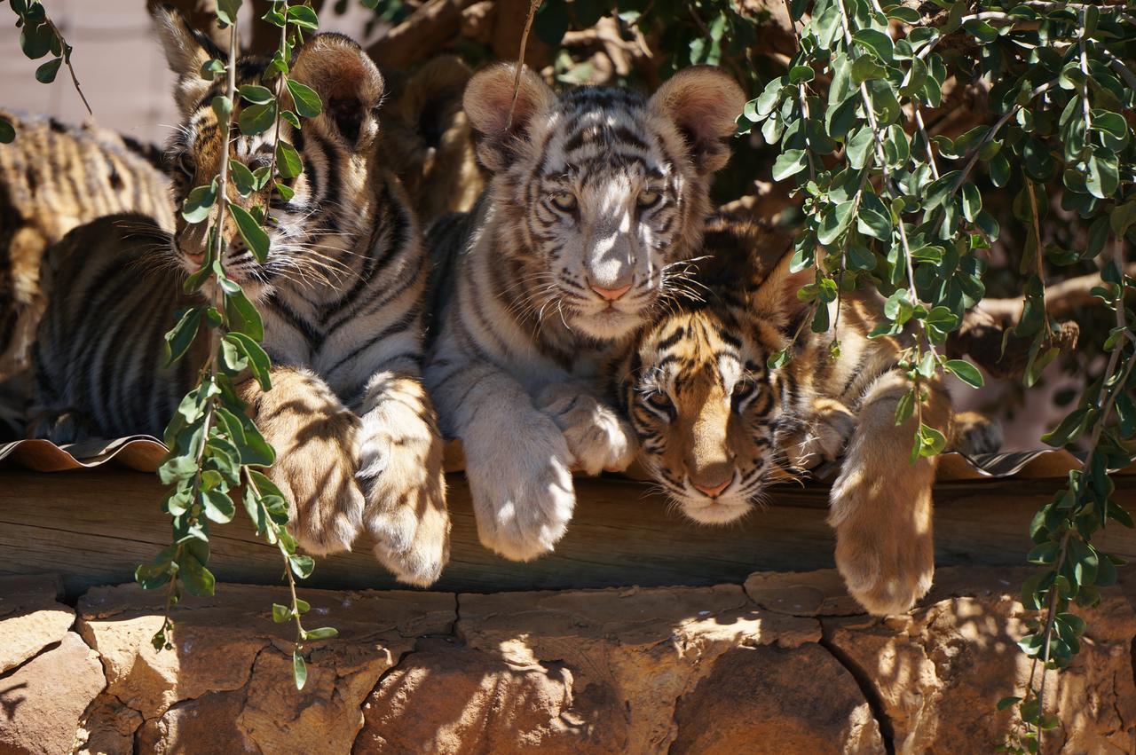 Boskoppie Lion & Tiger Reserve Kroonstad Eksteriør billede