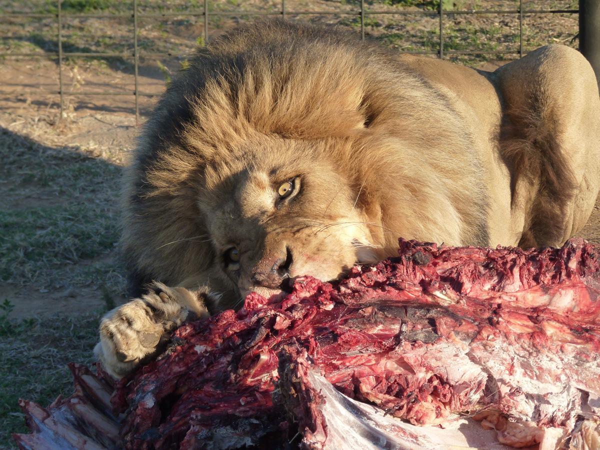 Boskoppie Lion & Tiger Reserve Kroonstad Eksteriør billede